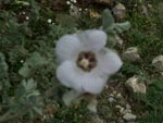 Costa Blanca flora